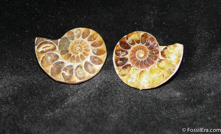 Small Desmoceras Ammonite Pair #1464
